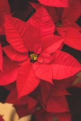 The Christmas Poinsettia