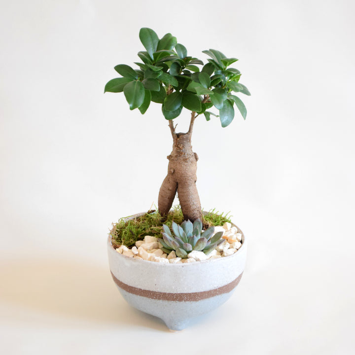 Ficus Elastica mit Keramiktopf