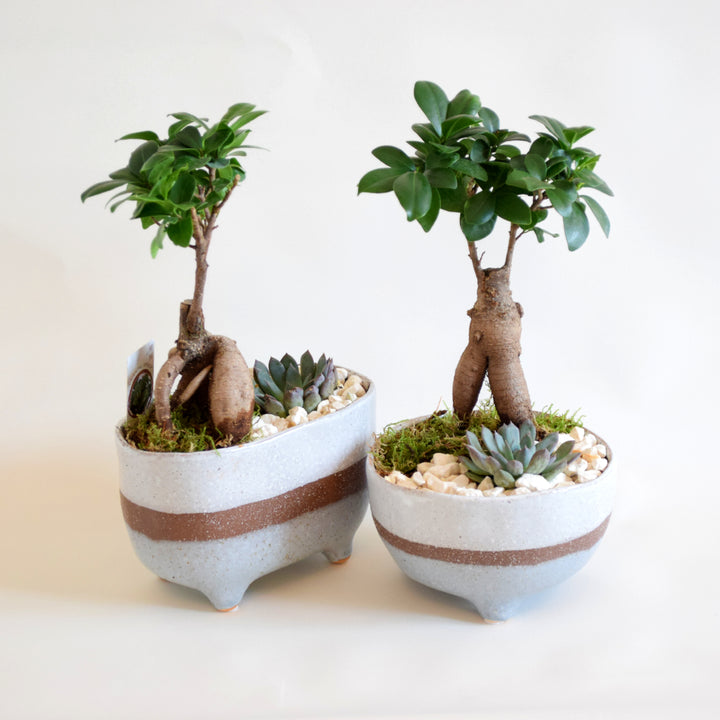 Ficus Elastica mit Keramiktopf