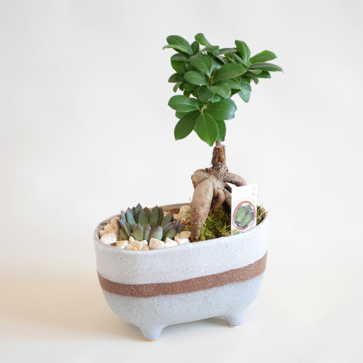 Ficus Elastica mit Keramiktopf