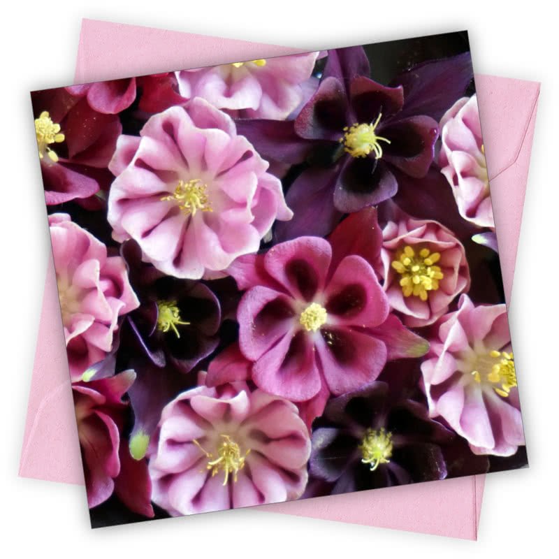 Aquilegias Greetings Card - Magnolia the Florist Individual greeting card and envelope. Blank inside for your personal message Supplied with a colour co-ordinated envelope Envelope colour: Pink High-quality (300gsm) matt finish card Printed in the UK. Size: 100mm × 100m