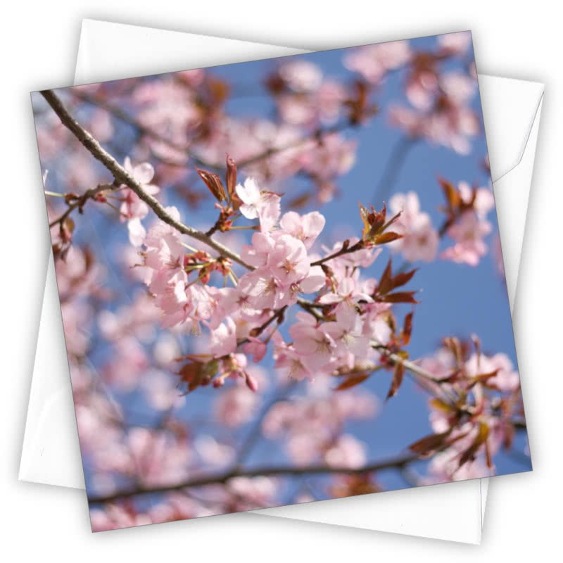 Cherry Blossom Greetings Card - Magnolia the Florist Individual greeting card and envelope. Blank inside for your personal message Supplied with a colour co-ordinated envelope Envelope colour: White High-quality (300gsm) matt finish card Printed in the UK. Size: 100mm × 100m