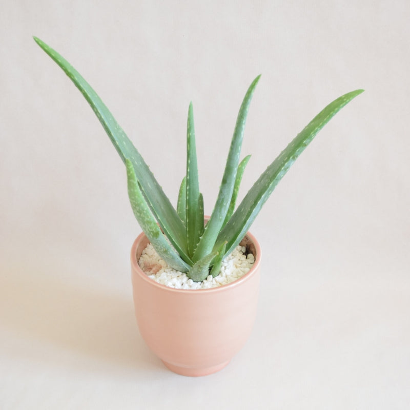 Aloe Vera In Ceramic Pot - Magnolia the Florist 