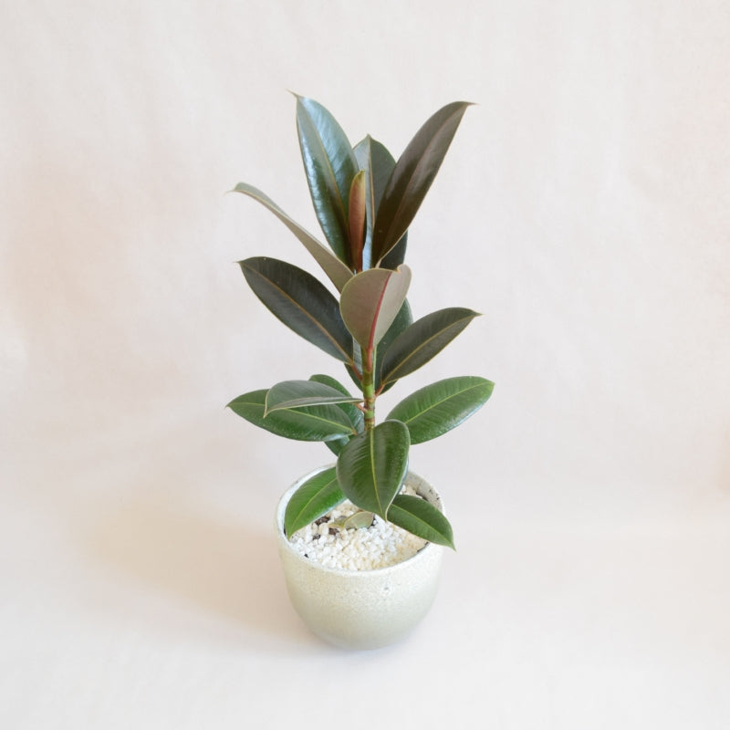 Ficus Elastica with Ceramic Pot - Magnolia the Florist 