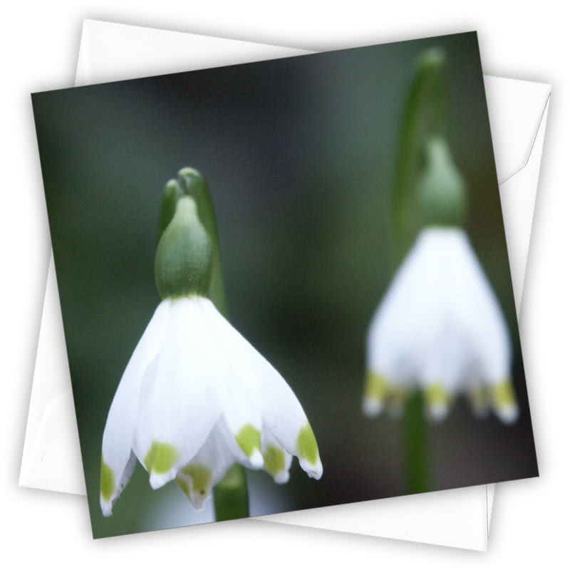 Mum's Garden Greeting Card - Magnolia the Florist Individual greeting card and envelope. Blank inside for your personal message Supplied with a colour co-ordinated envelope Envelope colour: White High-quality (300gsm) matt finish card Printed in the UK. Size: 100mm × 100m