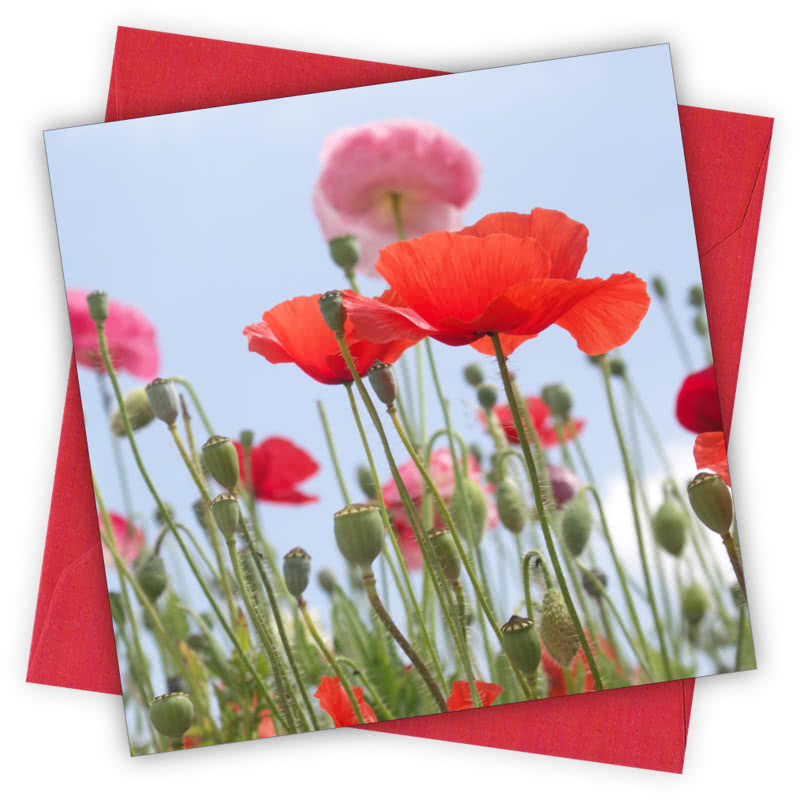 Poppy Field Greetings Card - Magnolia the Florist Individual greeting card and envelope. Blank inside for your personal message Supplied with a colour co-ordinated envelope Envelope colour: Red High-quality (300gsm) matt finish card Printed in the UK. Size: 100mm × 100m