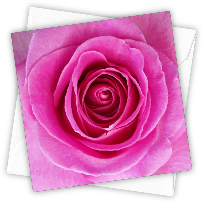 Rose Greetings Card - Magnolia the Florist Individual greeting card and envelope. Blank inside for your personal message Supplied with a colour co-ordinated envelope Envelope colour: White High-quality (300gsm) matt finish card Printed in the UK. Size: 100mm × 100m