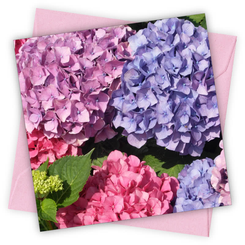 Hydrangea Flower Greetings Card - Magnolia the Florist Individual greeting card and envelope. Blank inside for your personal message Supplied with a colour co-ordinated envelope Envelope colour: Pink High-quality (300gsm) matt finish card Printed in the UK. Size: 100mm × 100m