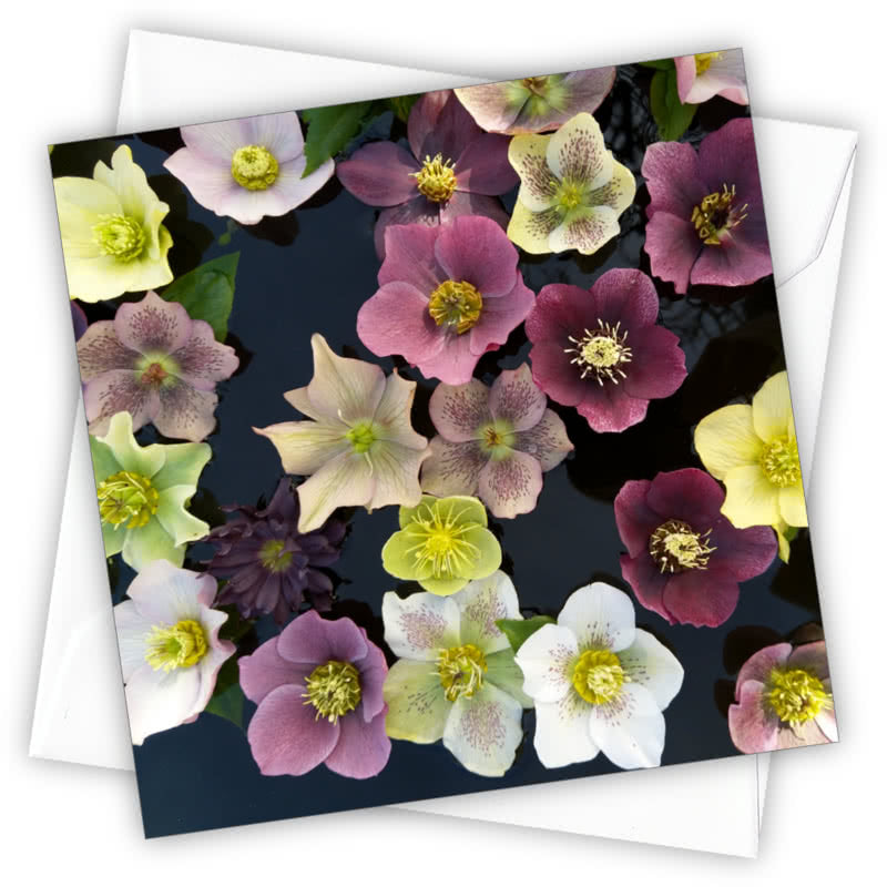 Hellebores Greetings Card - Magnolia the Florist Individual greeting card and envelope. Blank inside for your personal message Supplied with a colour co-ordinated envelope Envelope colour: White High-quality (300gsm) matt finish card Printed in the UK. Size: 100mm × 100m