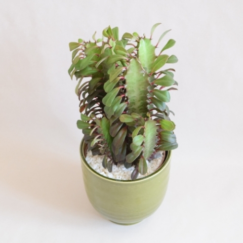 Euphorbia Rubia In Ceramic Pot