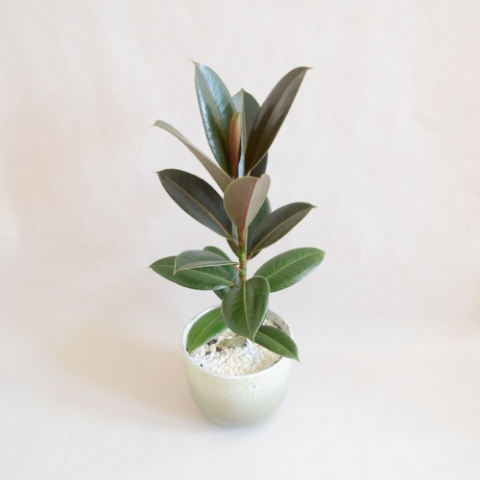 Ficus Elastica with Ceramic Pot